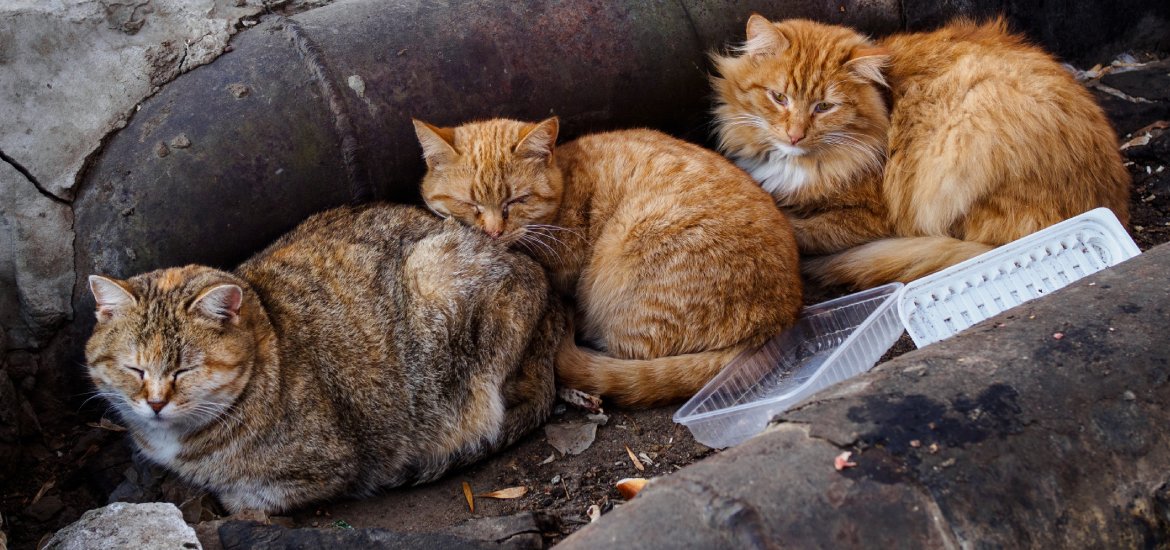 Tips for Aiding Stray Cats During the Winter Eurovets